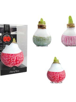 LA/01 mixed colours in PET gift box / red flower