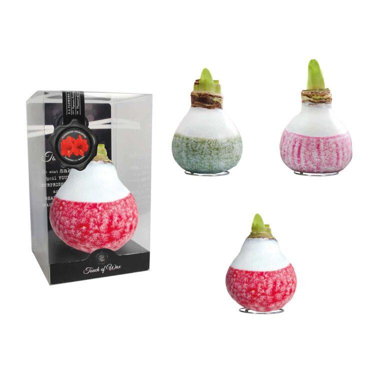 LA/01 mixed colours in PET gift box / red flower