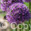 Allium Gladiator