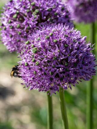Allium Gladiator