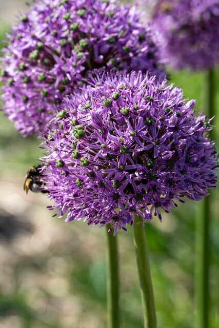 Allium Gladiator