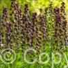 Fritillaria persica