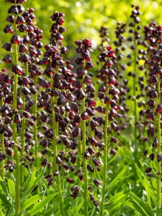 Fritillaria persica