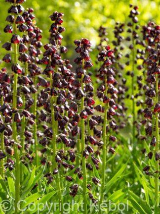 Fritillaria persica