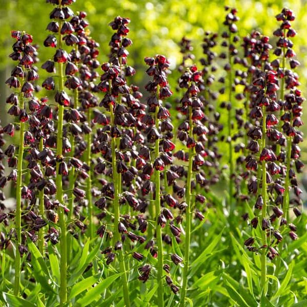 Fritillaria persica