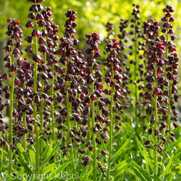 Fritillaria persica