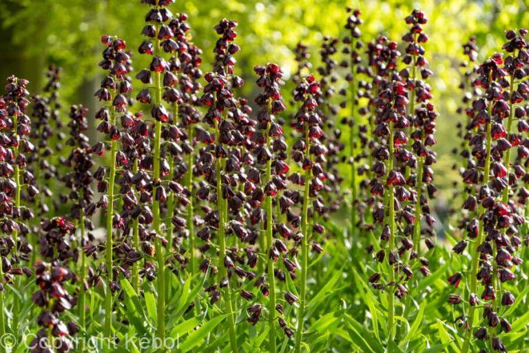 Fritillaria persica
