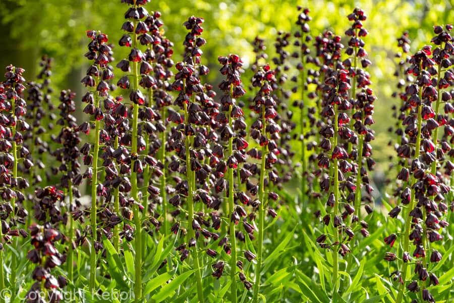 Fritillaria persica