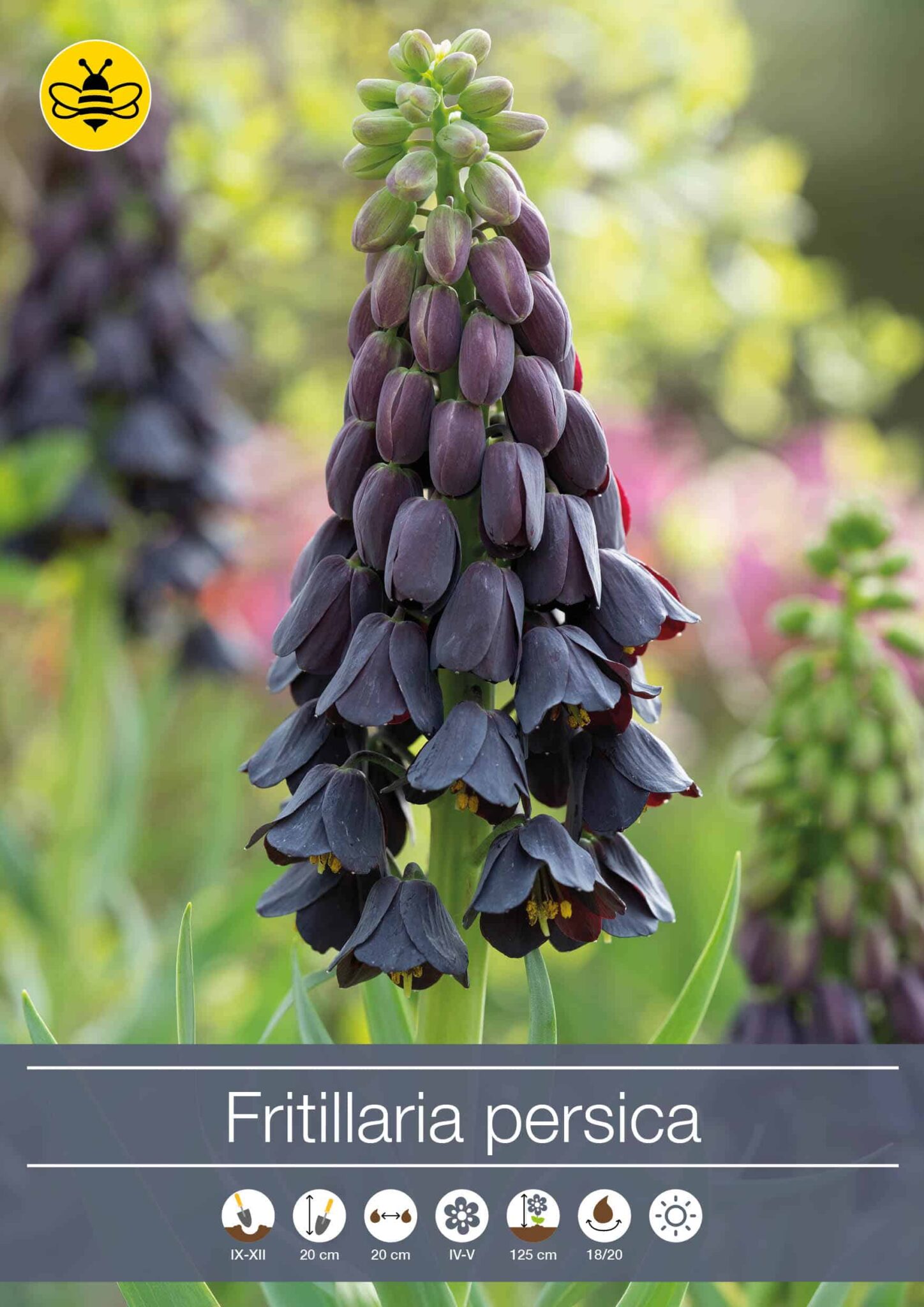 Fritillaria persica