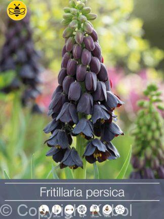 Fritillaria persica