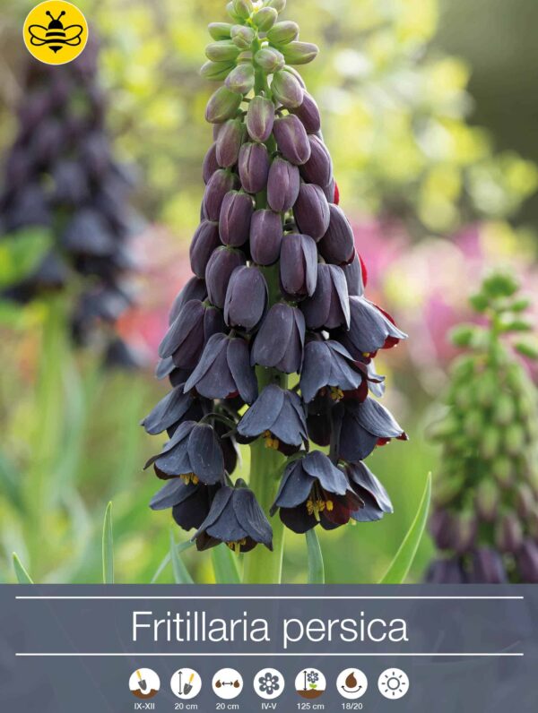 Fritillaria persica