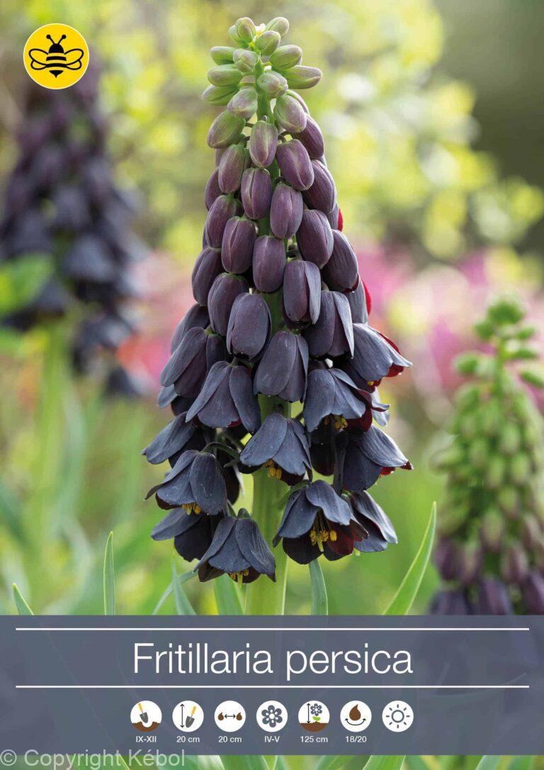 Fritillaria persica