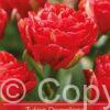 Tulipa Pamplona