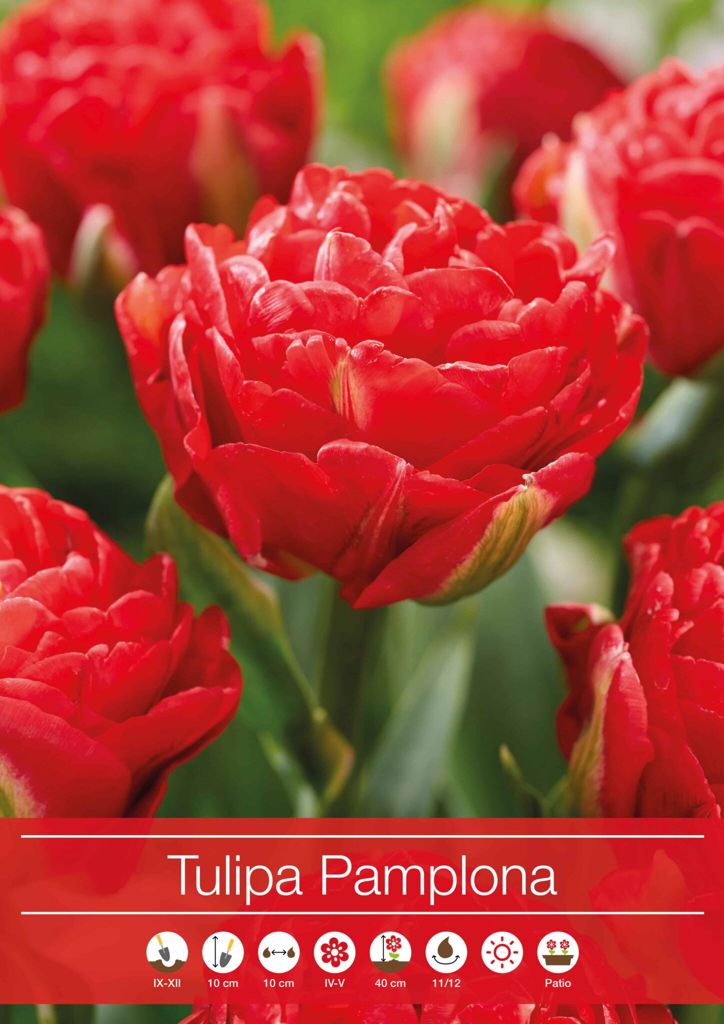 Tulipa Pamplona