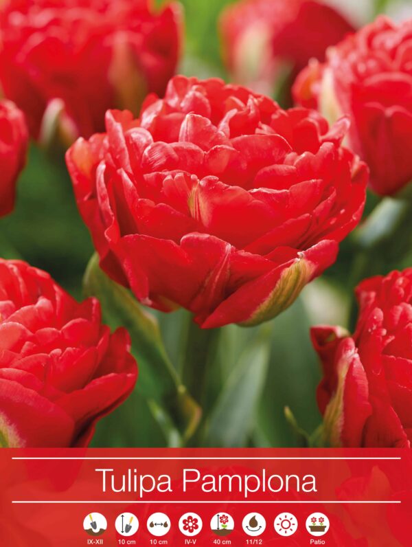 Tulipa Pamplona