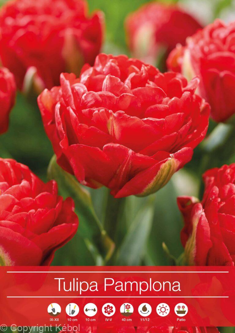 Tulipa Pamplona