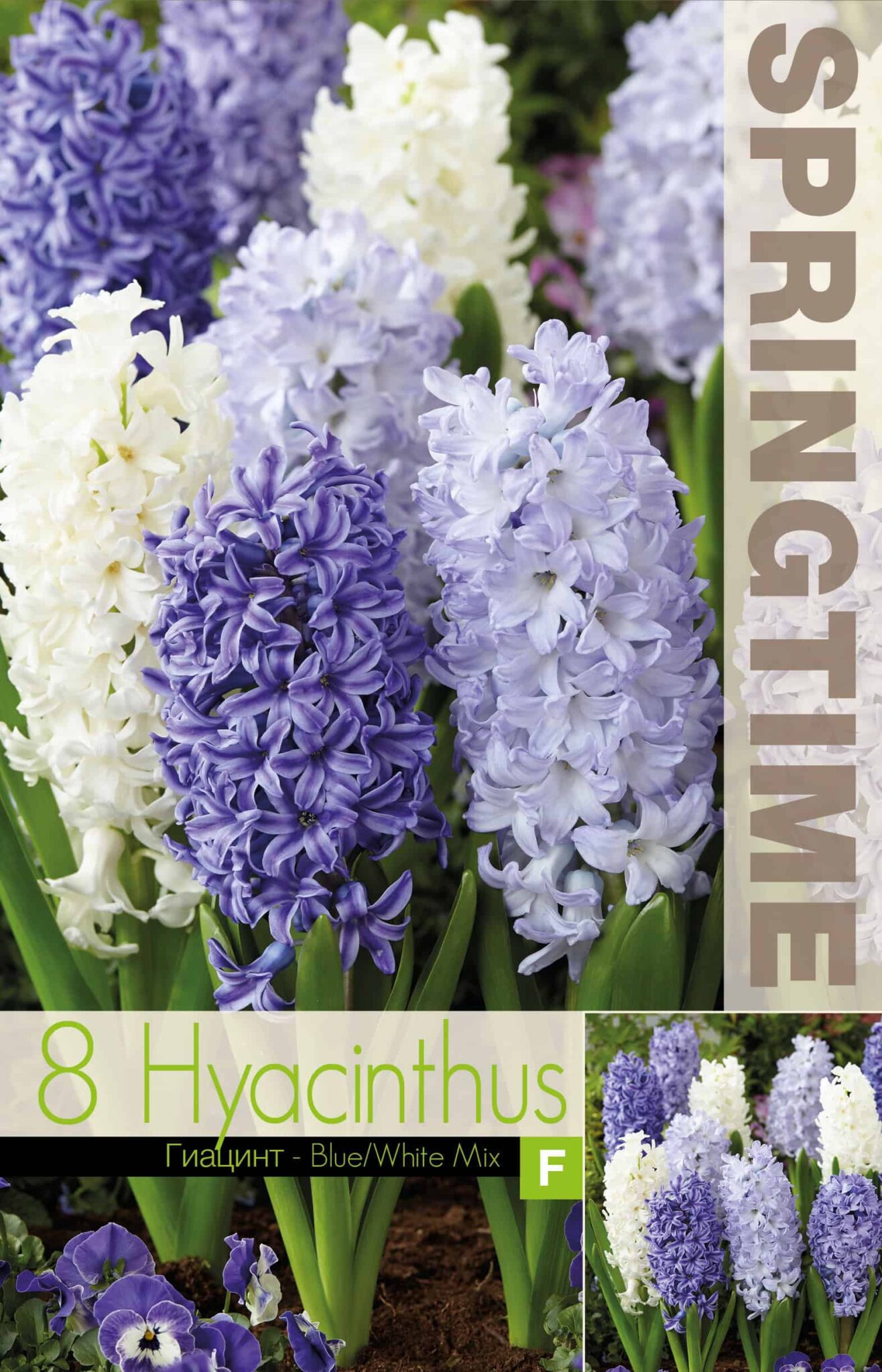 Hyacinthus Blue/White Mixed