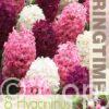 Hyacinthus Purple/Pink Mixed