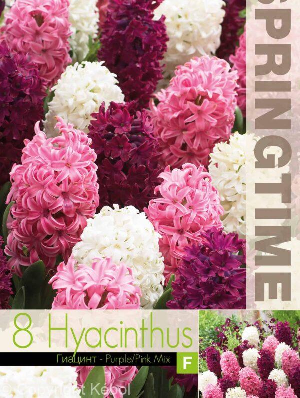 Hyacinthus Purple/Pink Mixed