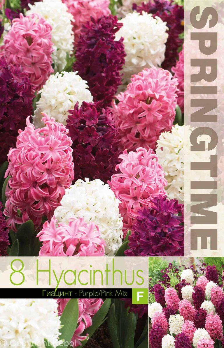 Hyacinthus Purple/Pink Mixed