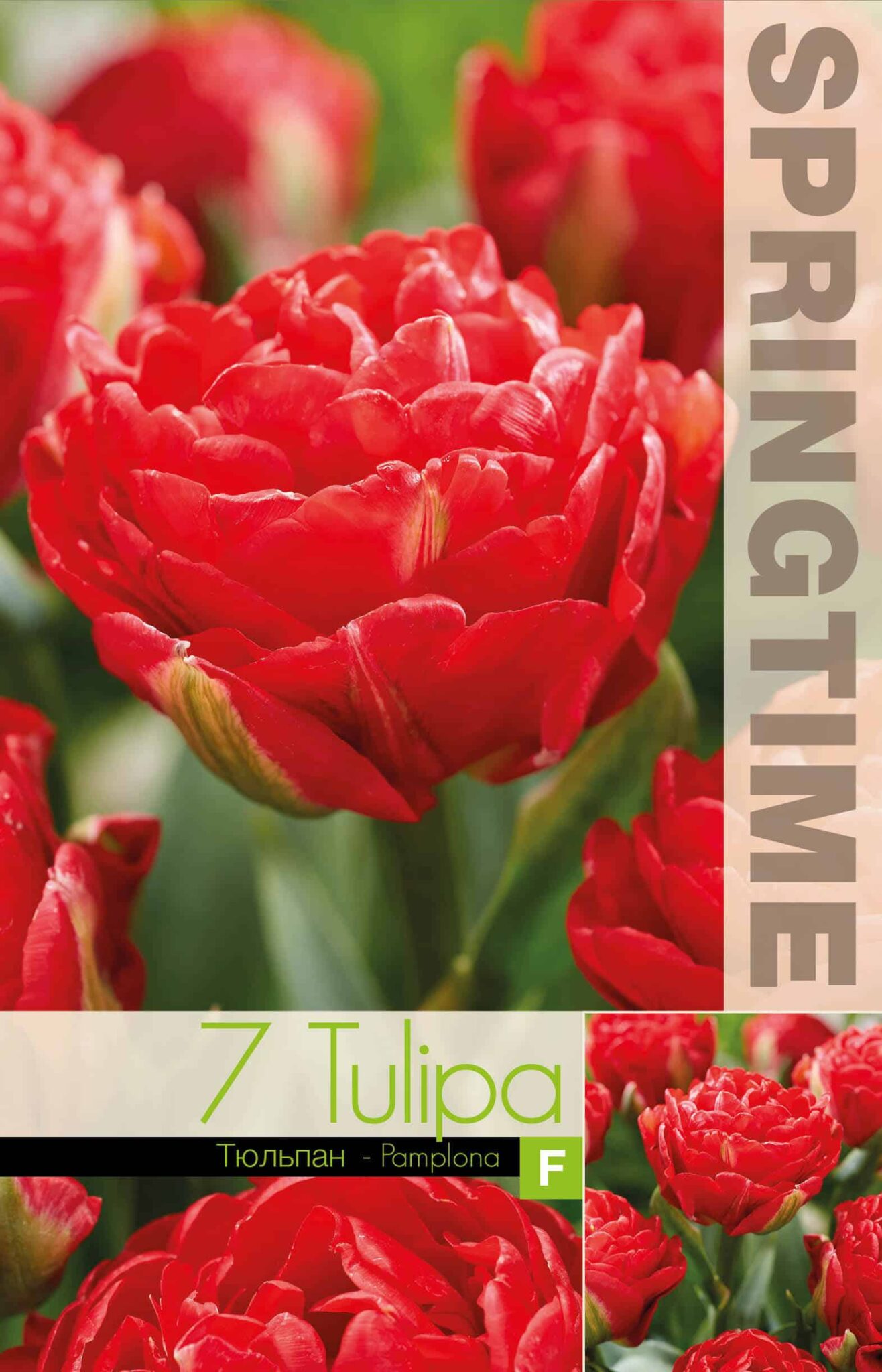 Tulipa Pamplona