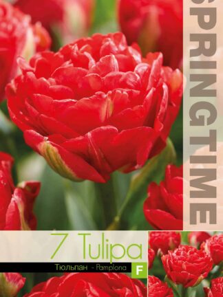 Tulipa Pamplona