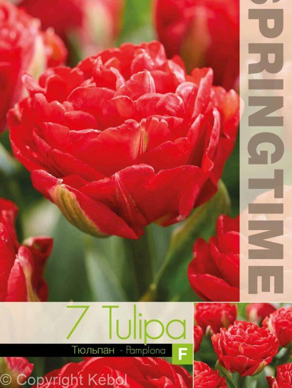 Tulipa Pamplona