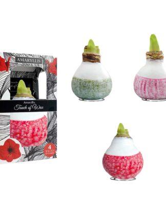 LA/01 mixed colours in carton gift box / red flower