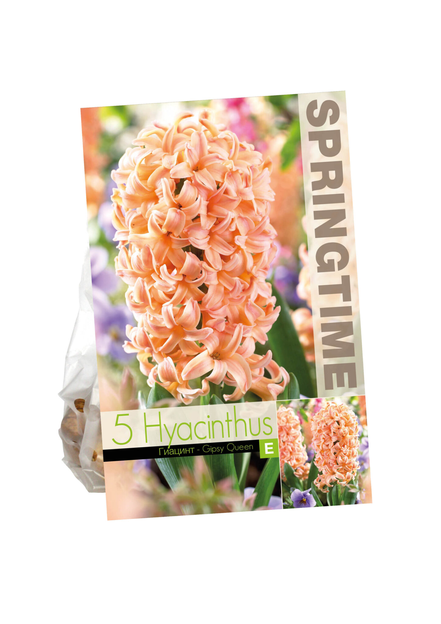 Hyacinthus Gipsy Queen