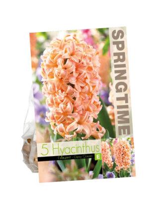 Hyacinthus Gipsy Queen
