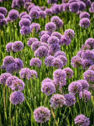 Allium Cobalt Millenium - bag