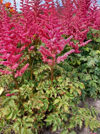 Astilbe Loud and Proud - bag
