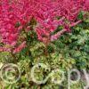 Astilbe Loud and Proud