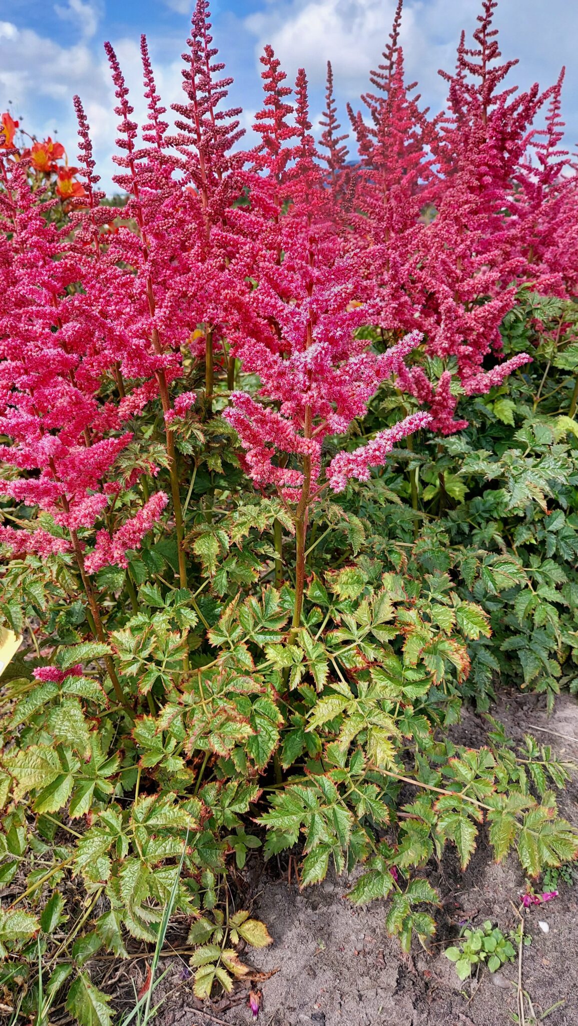 Astilbe Loud and Proud