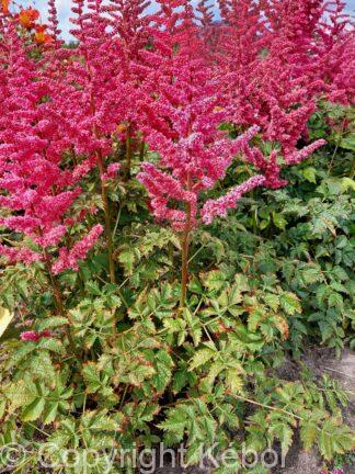 Astilbe Loud and Proud - bag