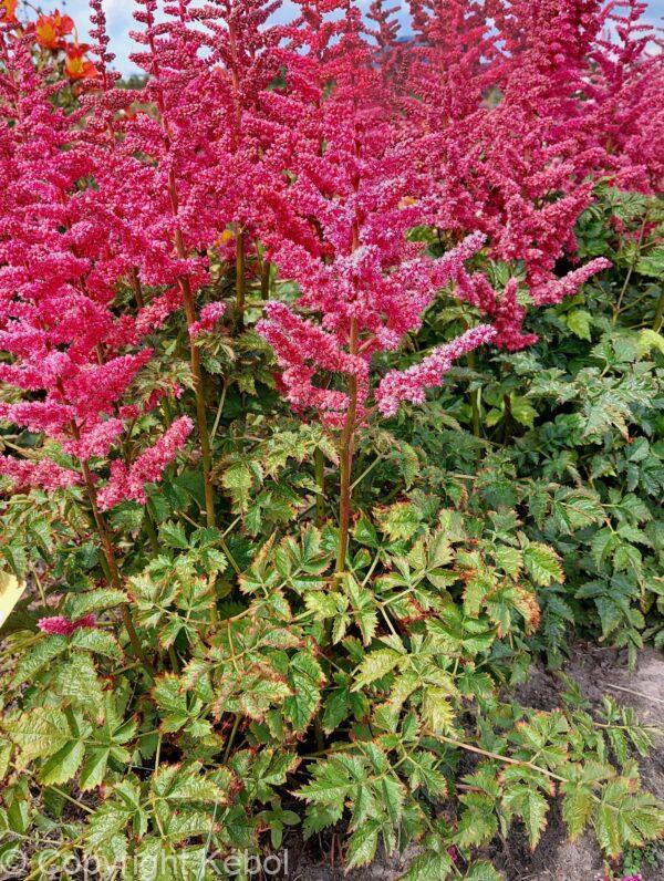 Astilbe Loud and Proud