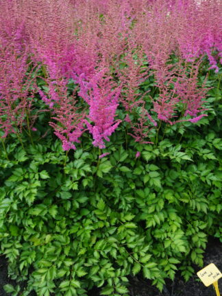 Astilbe Love and Pride - bag