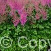Astilbe Love and Pride