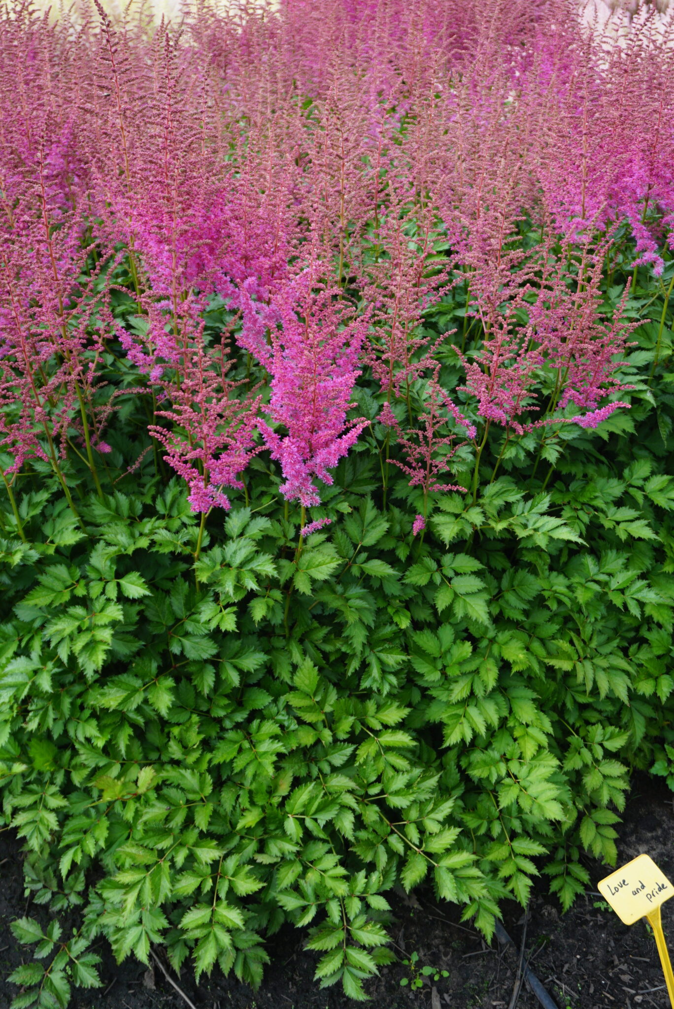 Astilbe Love and Pride