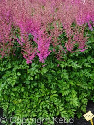 Astilbe Love and Pride - bag