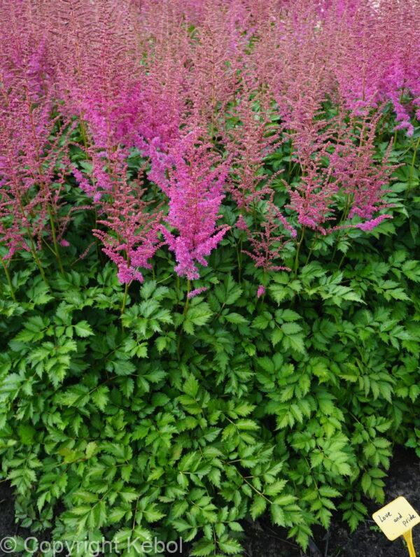 Astilbe Love and Pride