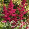 Astilbe Red Drumset