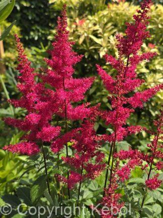 Astilbe Red Drumset - bag