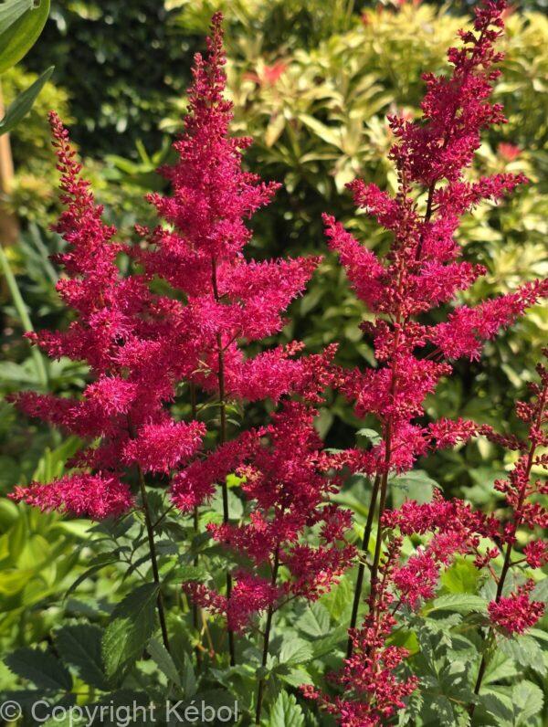 Astilbe Red Drumset