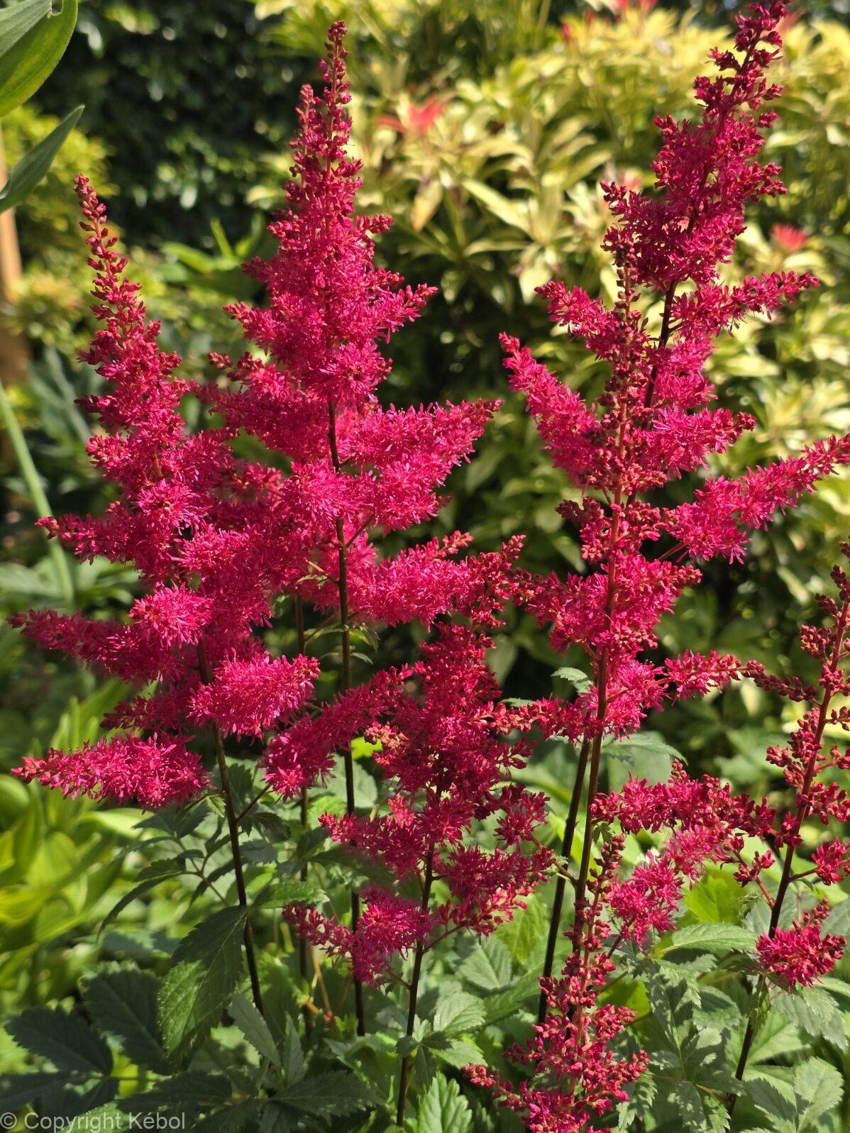 Astilbe Red Drumset