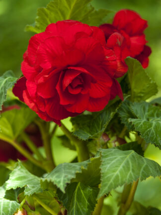 Begonia hybrid Double Red  - bag