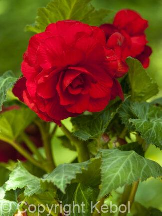 Begonia hybrid Double Red - bag