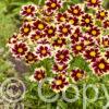 Coreopsis Solar Fancy