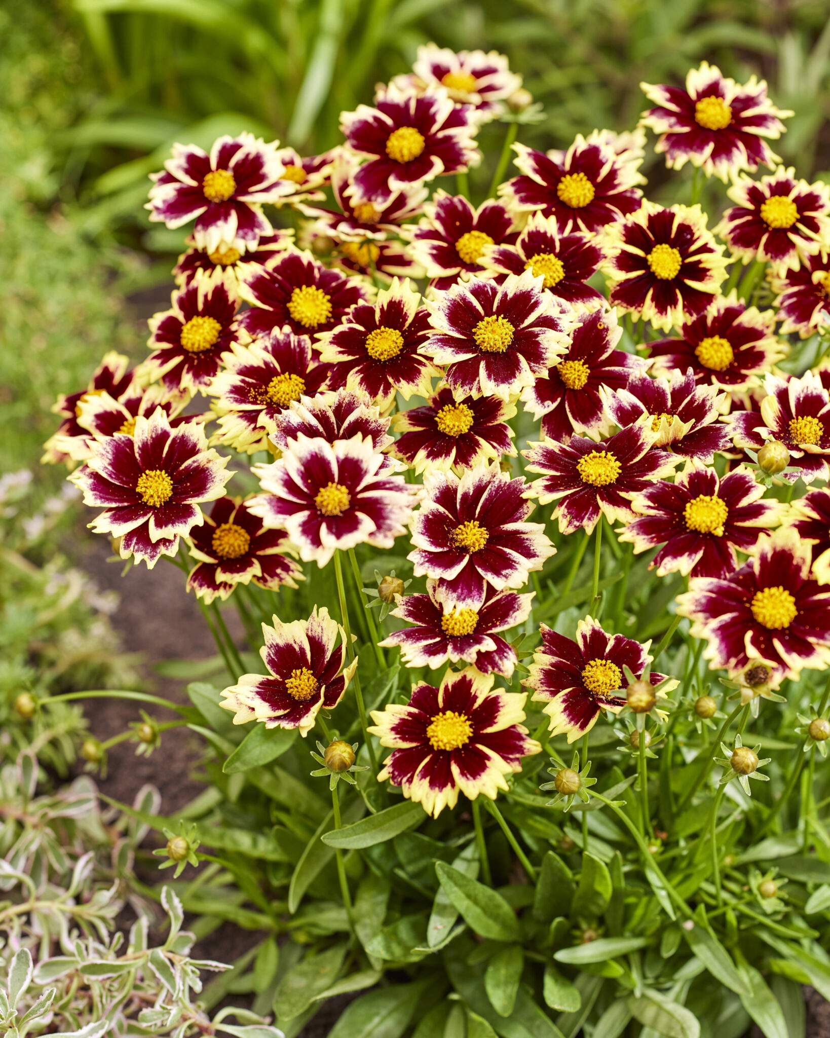Coreopsis Solar Fancy