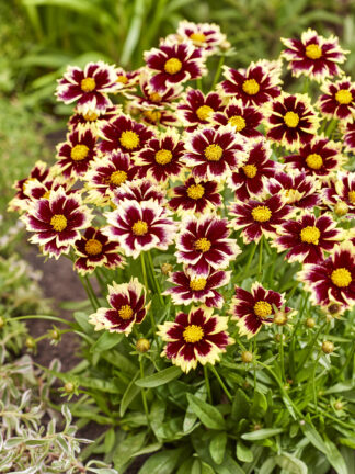 Coreopsis Solar Fancy - bag